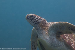 BD-151225-Apo-0054-Chelonia-mydas-(Linnaeus.-1758)-[Green-sea-turtle.-Grön-havssköldpadda].jpg